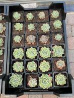 Echeveria Elegans 🪴, Tuin en Terras, Planten | Tuinplanten, Vaste plant, Halfschaduw, Lente, Ophalen