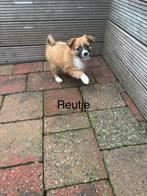 Wij mogen het nestje verlaten, Dieren en Toebehoren, Honden | Jack Russells en Terriërs, Overige rassen, 8 tot 15 weken, Meerdere