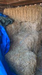 8 grote balen paardenhooi 25-30kg per stuk, Ophalen, Vee