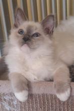 Bluepoint mitted katertje. Stamboom en geteste ouders., Dieren en Toebehoren, Kater, Met stamboom