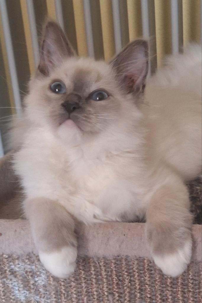 Bluepoint mitted katertje. Stamboom en geteste ouders., Dieren en Toebehoren, Katten en Kittens | Raskatten | Langhaar, Kater