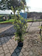 Quercus ilex, steeneik meerstammig, Ophalen, Minder dan 100 cm