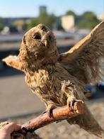 Taxidermie || Uil, Verzamelen, Dierenverzamelingen, Ophalen, Gebruikt, Vogel, Opgezet dier