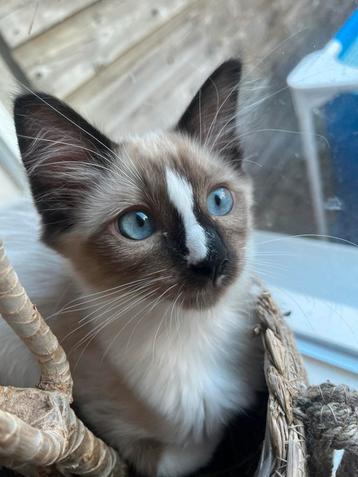 Super lieve kittens! Mogen per direct verhuizen! beschikbaar voor biedingen