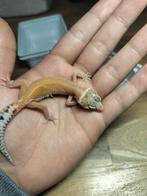 jonge/ baby luipaardgekko, Dieren en Toebehoren, Reptielen en Amfibieën, Hagedis, 0 tot 2 jaar