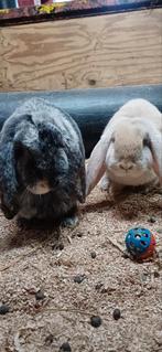 Jong Franse hangoor konijn, Dieren en Toebehoren, Konijnen, Mannelijk, Groot, Hangoor