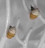 LEUKE SOFT IJSJES OORBELLEN NIEUW, Ophalen of Verzenden, Nieuw, Overige kleuren, Knopjes of Stekers