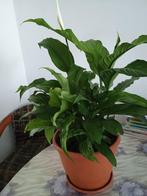 Spathiphyllum Lima (luchtzuiverend), hoogte 50 cm (met pot), Ophalen, Overige soorten, Halfschaduw, In pot