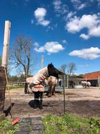 Plek voor ons paardencoachbedrijf gezocht, Dieren en Toebehoren