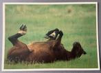 Grappige kaart Voorjaar Paard, Verzamelen, Ansichtkaarten | Dieren, Ophalen of Verzenden, Paard