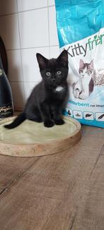 Kittens, Dieren en Toebehoren, Katten en Kittens | Raskatten | Korthaar, Meerdere dieren
