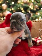 Franse buldog pups met stamboom, Dieren en Toebehoren, België, Particulier, Rabiës (hondsdolheid), 8 tot 15 weken