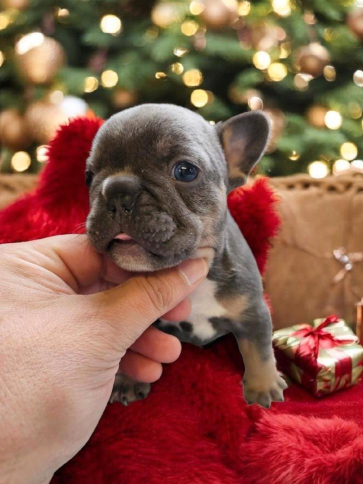 Franse buldog pups met stamboom, Dieren en Toebehoren, Honden | Bulldogs, Pinschers en Molossers, Meerdere dieren, Bulldog, Particulier