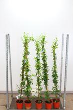 Toscaanse Jasmijn 150cm €12,50, 2 meter hoog €29,95, Ophalen, Zomer, Overige soorten, Volle zon