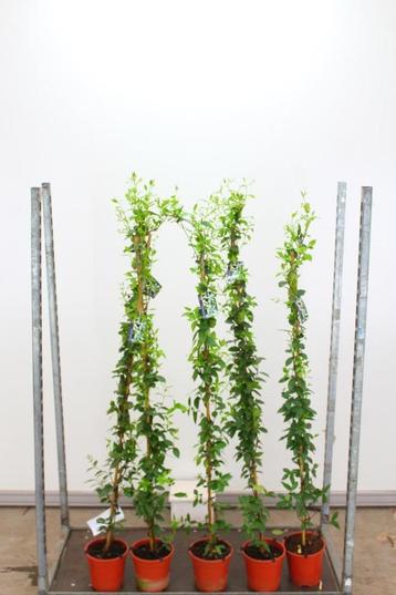 Toscaanse Jasmijn 150cm €12,50, 2 meter hoog €29,95 beschikbaar voor biedingen