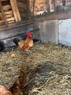 Sussex Haan Groot Ras, Dieren en Toebehoren, Pluimvee, Mannelijk, Kip