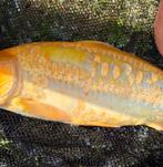 Zeer zeldzame JAPANSE koi!! Golden doitsu rijen 35 cm!!!, Karper of Koi