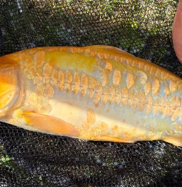 Zeer zeldzame JAPANSE koi!! Golden doitsu rijen 35 cm!!! beschikbaar voor biedingen