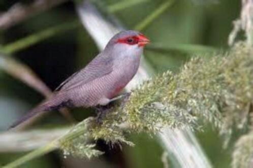 Sint Helena Fazantjes, Dieren en Toebehoren, Vogels | Overige Vogels, Meerdere dieren, Geringd