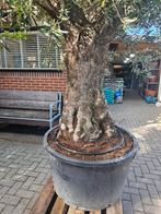 Mega grote olijfbomen: 360 en 320 hoog, Volle zon, Ophalen of Verzenden, 100 tot 250 cm, Olijfboom