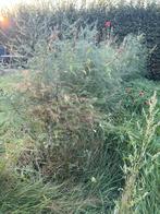 Asperge Planten - 6 Jaar Oud, Ophalen, Volle zon, Bloeit niet, Groenteplanten