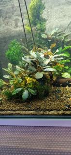 Bucephalandra, Dieren en Toebehoren, Ophalen of Verzenden, Plant(en), Steen of Hout