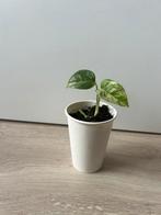 Epipremnum pinnatum marble variegata, Huis en Inrichting, Kamerplanten, Ophalen of Verzenden, Halfschaduw, Minder dan 100 cm