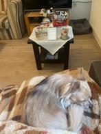 lieve chihuahua reu (1,5 jaar oud), Reu, 1 tot 2 jaar, Eén hond, Chihuahua