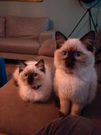 Prachtige ragdoll kittens, Dieren en Toebehoren, Katten en Kittens | Raskatten | Langhaar, Poes, Gechipt