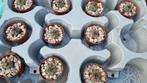 CACTUS GYMNO MOOI SOORT  PLANT, Huis en Inrichting, Kamerplanten, Ophalen of Verzenden, Cactus, Volle zon, Minder dan 100 cm