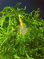 Neocaridina Yellow Backline, Dieren en Toebehoren, Kreeft, Krab of Garnaal