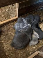 Franse hangoor jonge, Dieren en Toebehoren, Konijnen, Meerdere dieren, Groot, Hangoor