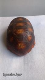 Schildpad Schild, Antiek en Kunst, Ophalen of Verzenden