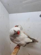 Te koop mannen Charles masker roodoogen, Dieren en Toebehoren, Mannelijk