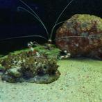 Kappersgarnaal - Stenopus hispidus, Dieren en Toebehoren, Vis, Zoutwatervis