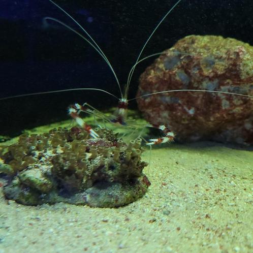 Kappersgarnaal - Stenopus hispidus, Dieren en Toebehoren, Vissen | Aquariumvissen, Zoutwatervis, Vis