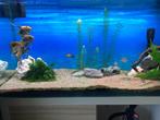 Fluval compleet aquarium 124 liter ., Dieren en Toebehoren, Vissen | Aquaria en Toebehoren, Ophalen of Verzenden, Gebruikt, Verlichting of Verwarming
