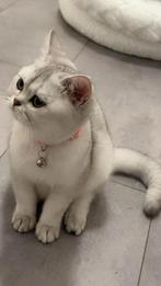Britse korthaar Zilver Shaded Poes, Dieren en Toebehoren, Poes, Gechipt, 0 tot 2 jaar