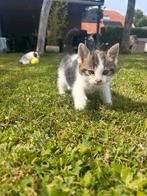 Tamme boerderij kittens!!!, Dieren en Toebehoren, Katten en Kittens | Overige Katten, Poes
