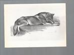 2716 Kunstkaart dieren wolven wolf, Verzamelen, Wild dier, Ongelopen, Verzenden