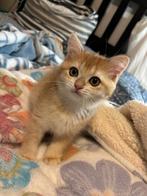 Britse korthaar kittens (black golden shaded) nog 1 kitten, Dieren en Toebehoren, Katten en Kittens | Raskatten | Korthaar, Meerdere dieren