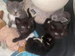 2 zwarte kittens te koop meisje en jongentje, Dieren en Toebehoren, Katten en Kittens | Raskatten | Korthaar