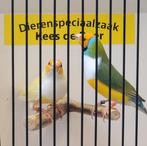 Koppel witborst goulds oranjekop geel, Dieren en Toebehoren, Meerdere dieren, Geringd