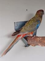Zwart pastel opaline rosella pop, Dieren en Toebehoren, Vrouwelijk, Parkiet, Geringd