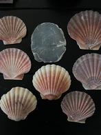 Grote schelpen, Verzamelen, Mineralen en Fossielen, Ophalen of Verzenden, Schelp(en)