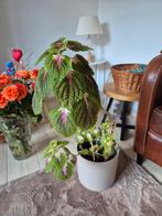 Coleus Plant in Pot, Huis en Inrichting, Kamerplanten, Overige soorten, In pot, Minder dan 100 cm, Groene kamerplant