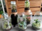 Diverse planten terrarium / Gesloten ecosysteem, Huis en Inrichting, Kamerplanten, Ophalen, Overige soorten, Minder dan 100 cm