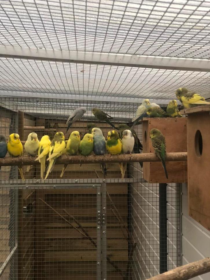 Grasparkieten in div kleuren, Dieren en Toebehoren, Vogels | Parkieten en Papegaaien, Parkiet, Meerdere dieren