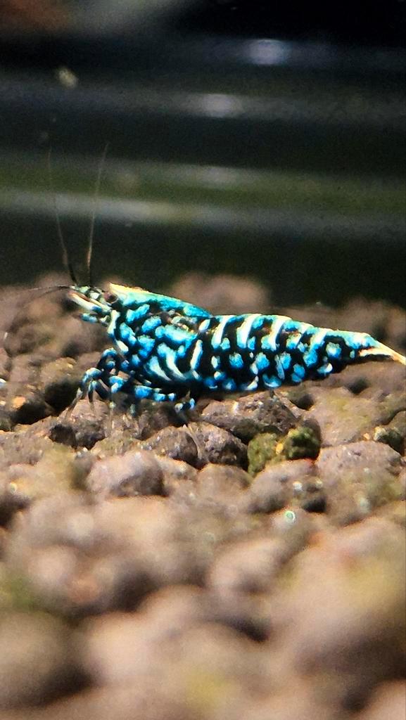 Galaxy snowflake/wicked/Stardust garnalen aquarium, Dieren en Toebehoren, Vissen | Aquariumvissen, Kreeft, Krab of Garnaal