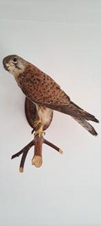 Opgezette Torenvalk, Ophalen